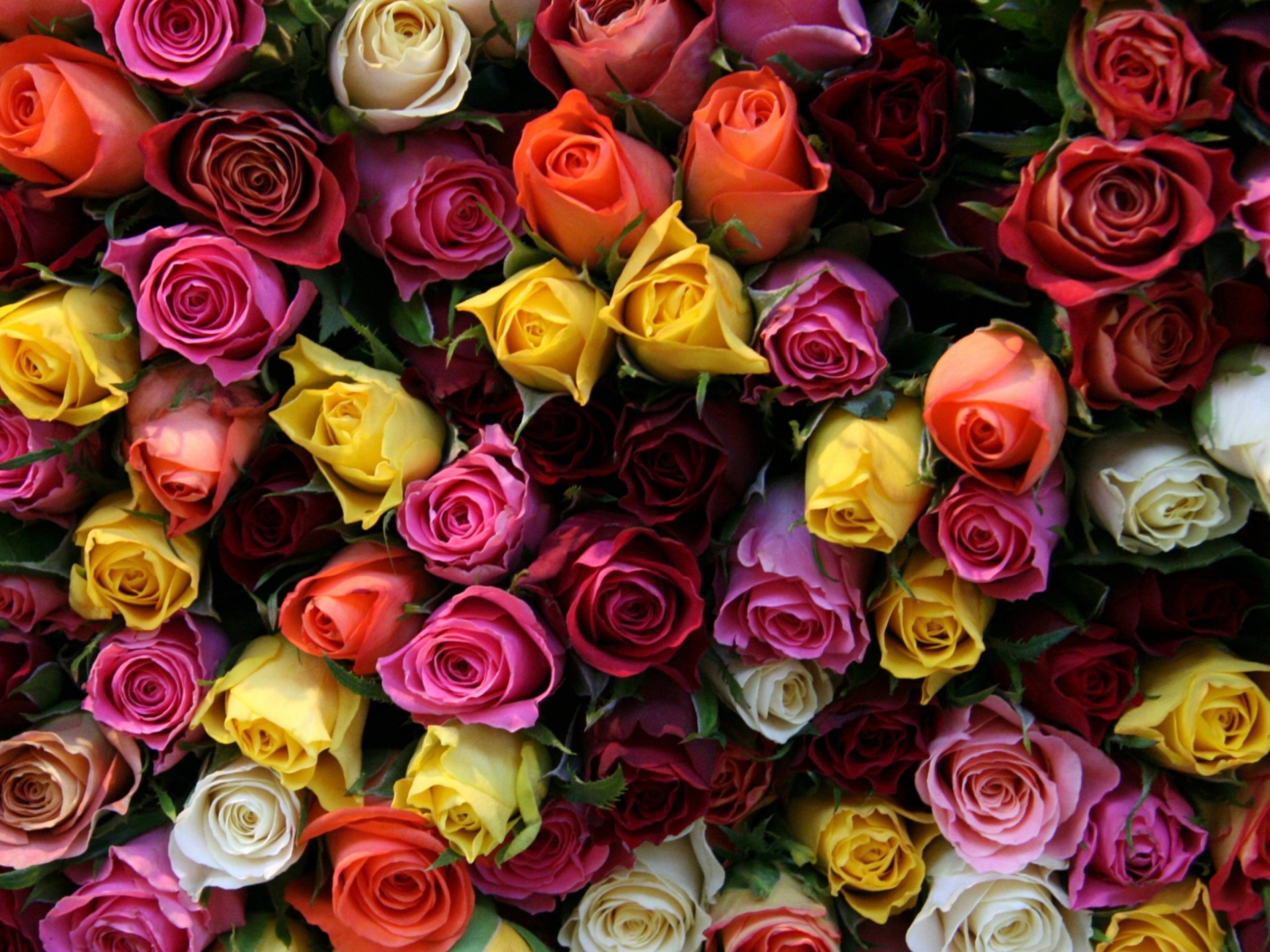Das Colorful Roses Wallpaper 1600x1200