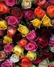 Das Colorful Roses Wallpaper 176x220