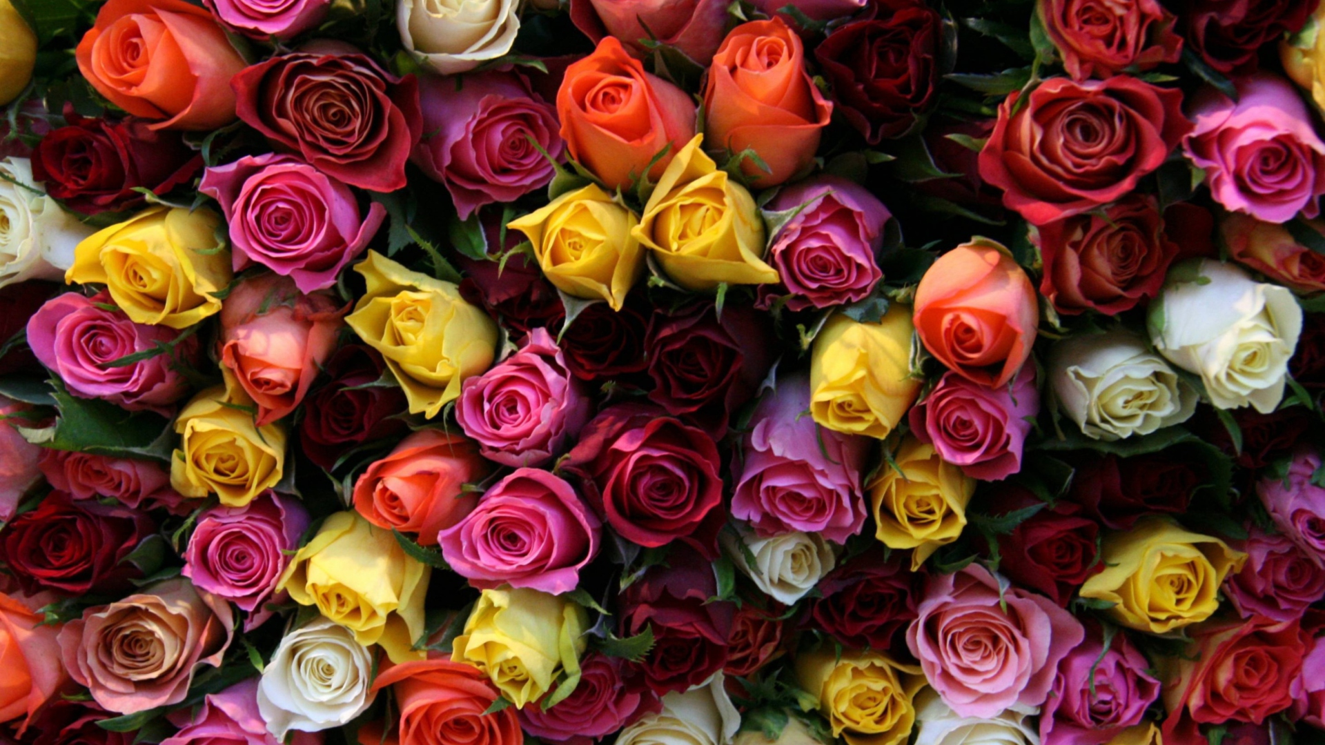 Screenshot №1 pro téma Colorful Roses 1920x1080