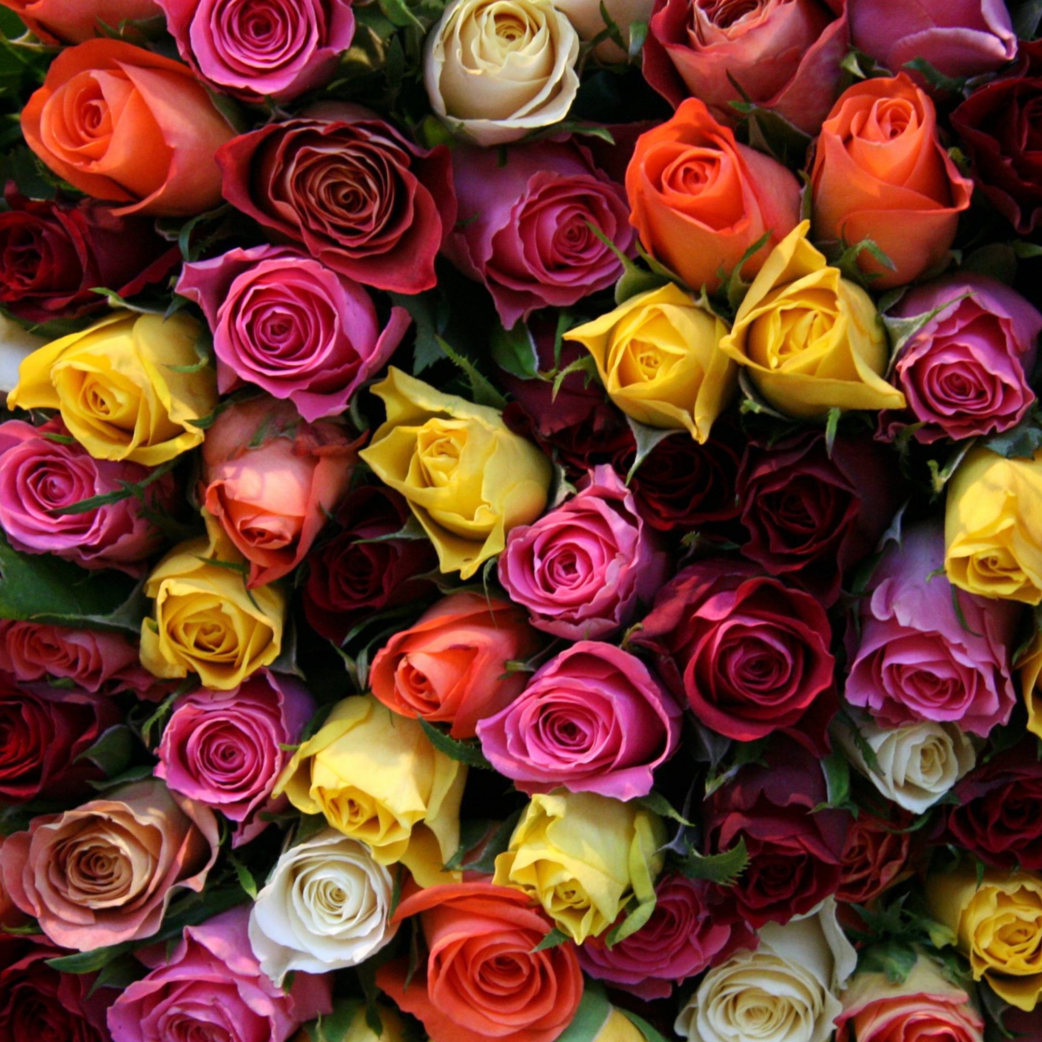 Обои Colorful Roses 2048x2048