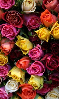 Das Colorful Roses Wallpaper 240x400