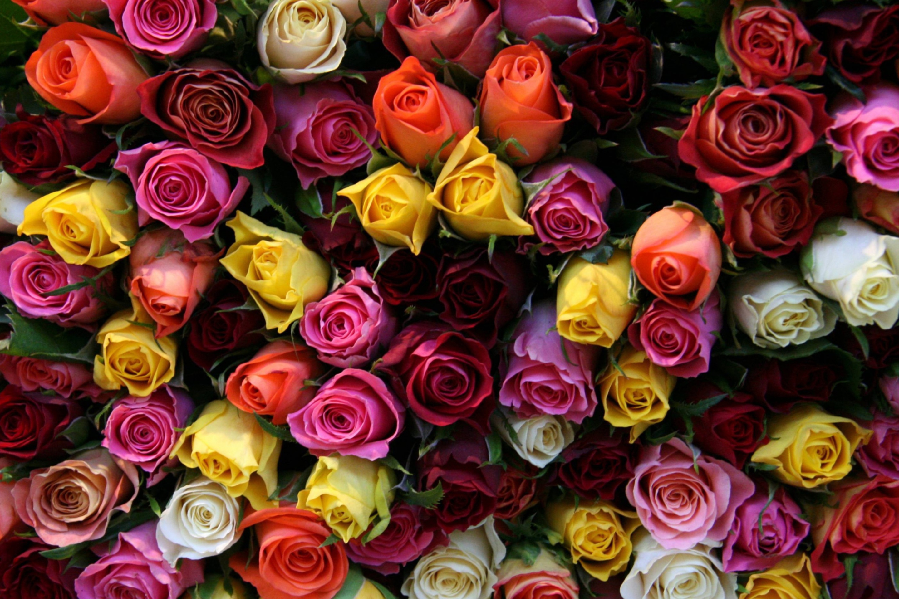 Fondo de pantalla Colorful Roses 2880x1920