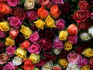 Fondo de pantalla Colorful Roses 320x240