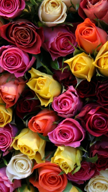 Обои Colorful Roses 360x640