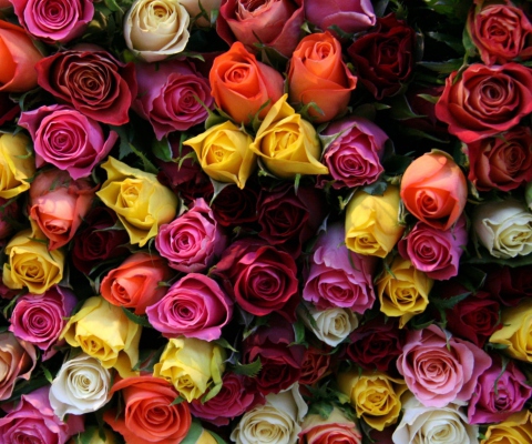 Colorful Roses wallpaper 480x400