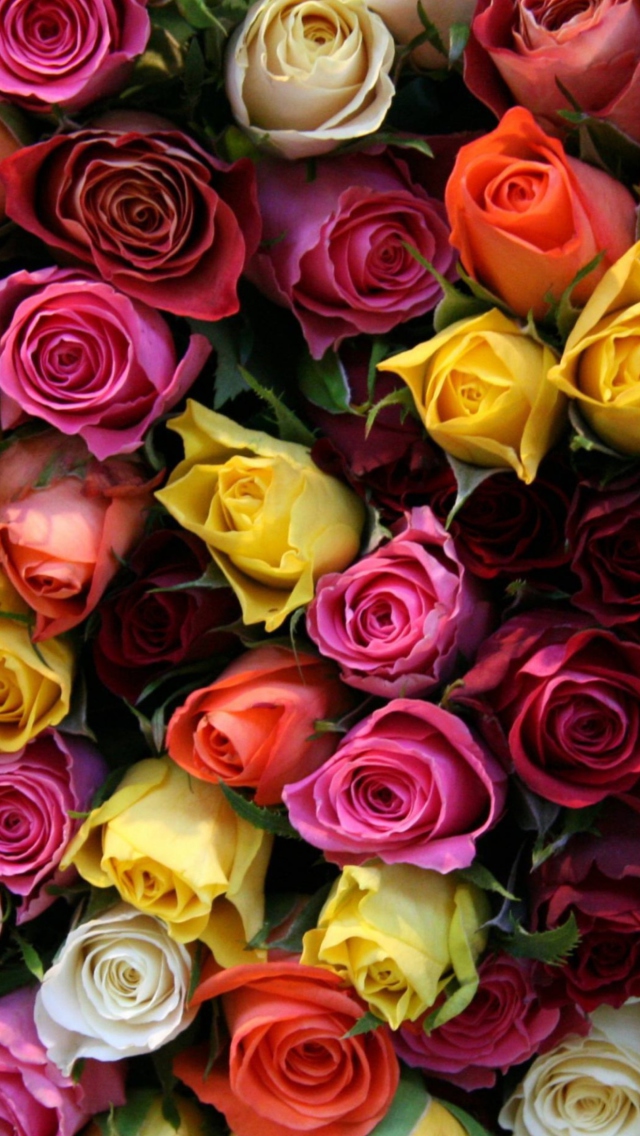 Screenshot №1 pro téma Colorful Roses 640x1136