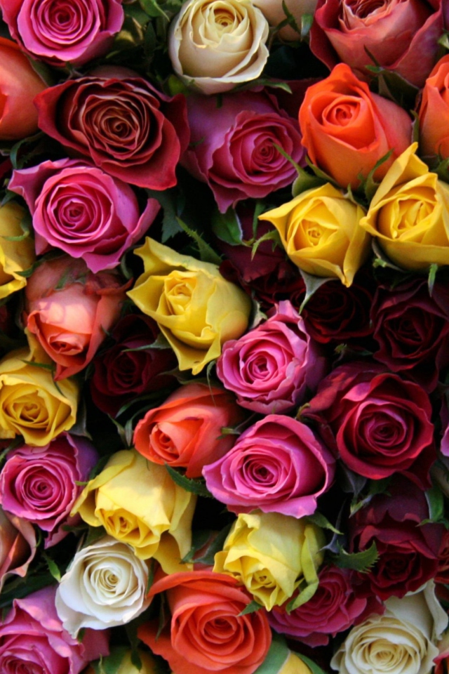 Colorful Roses wallpaper 640x960
