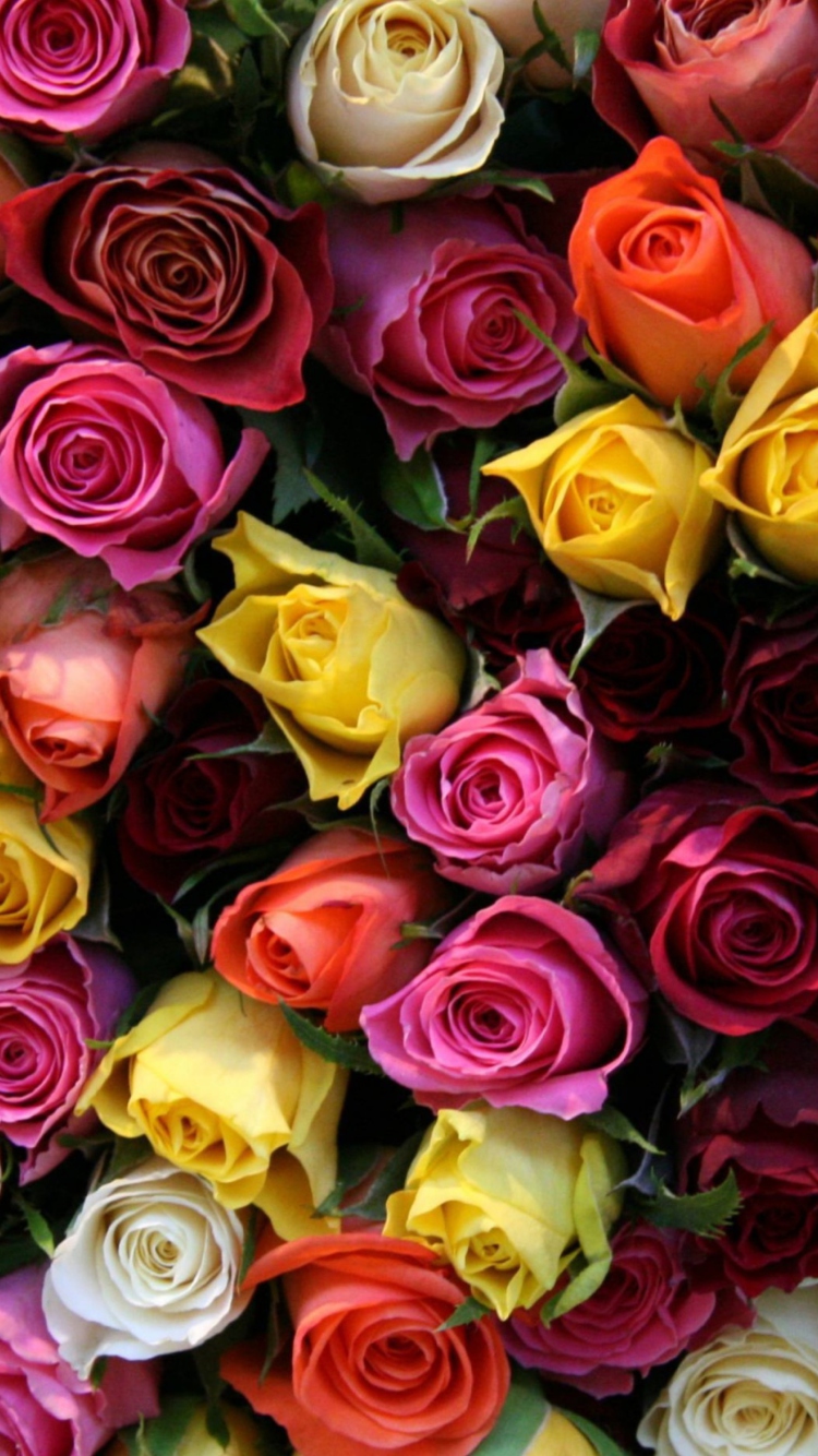 Das Colorful Roses Wallpaper 750x1334