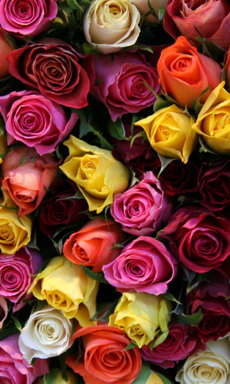 Das Colorful Roses Wallpaper 768x1280