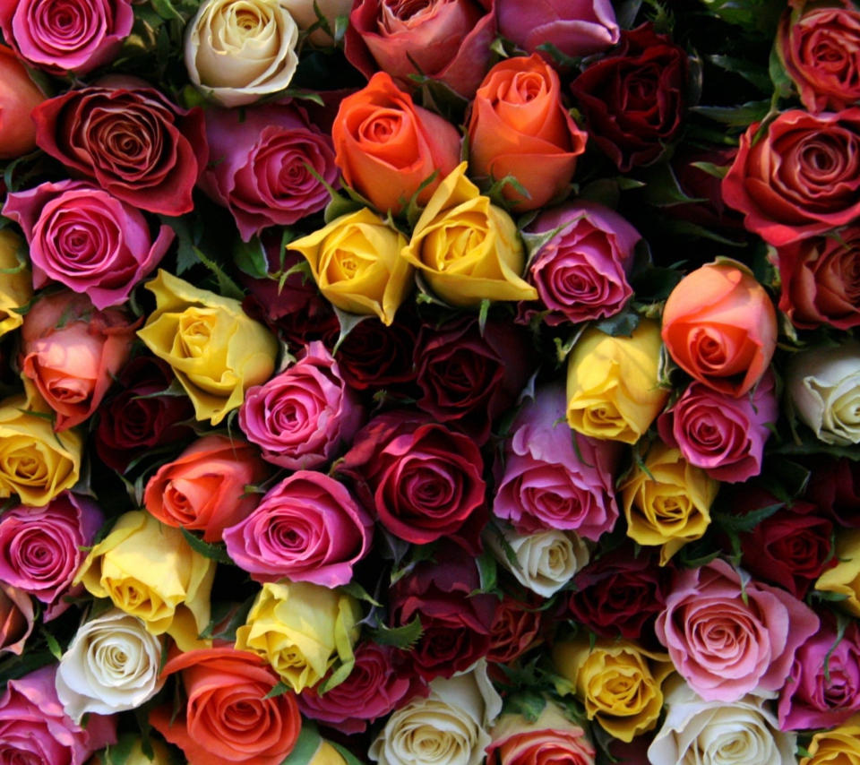Colorful Roses wallpaper 960x854
