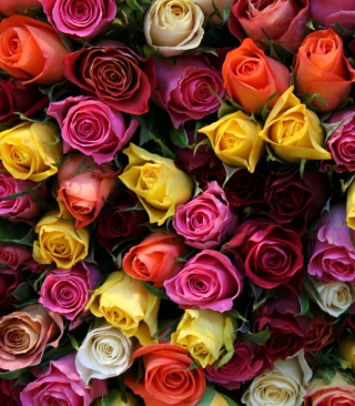 Colorful Roses - Obrázkek zdarma pro iPhone 5C