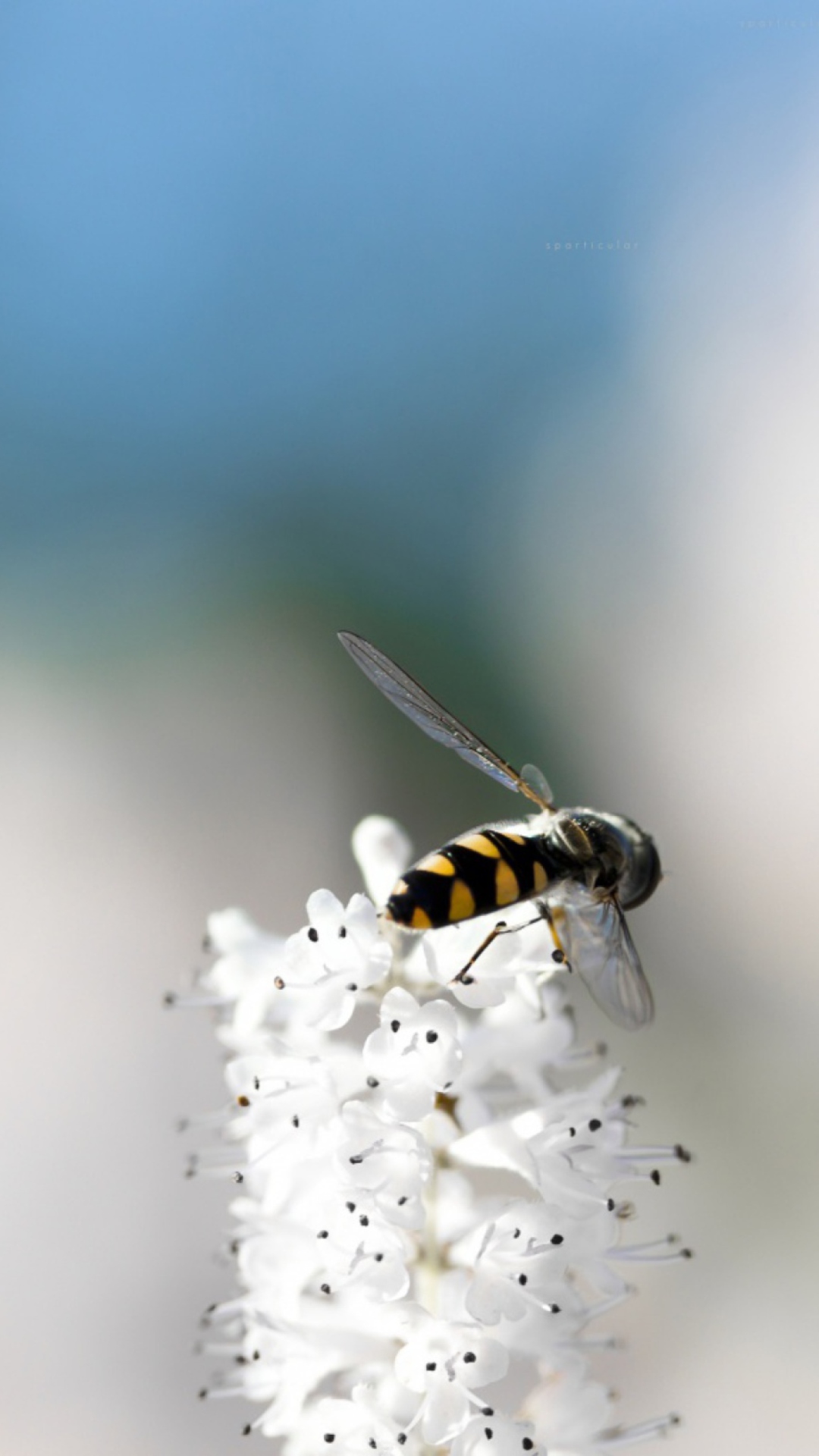 Обои Bee On White Flower 1080x1920