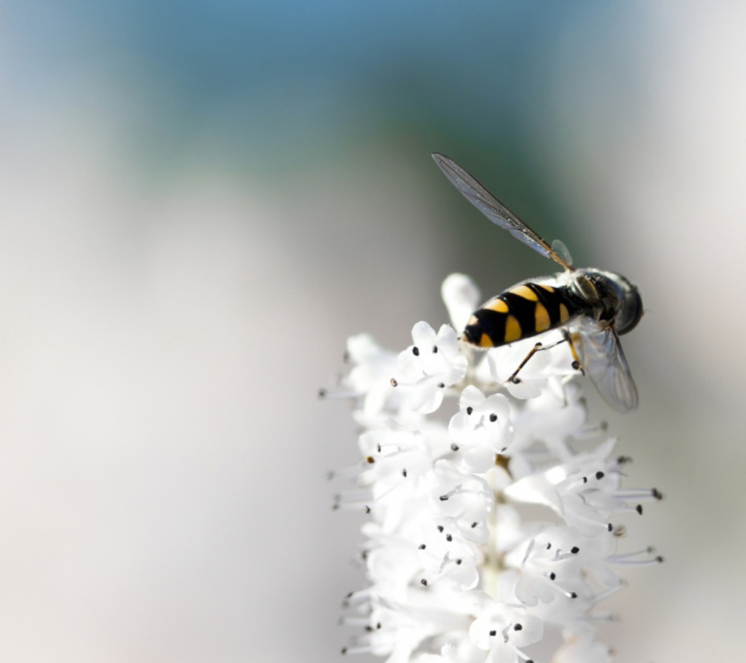 Обои Bee On White Flower 1080x960