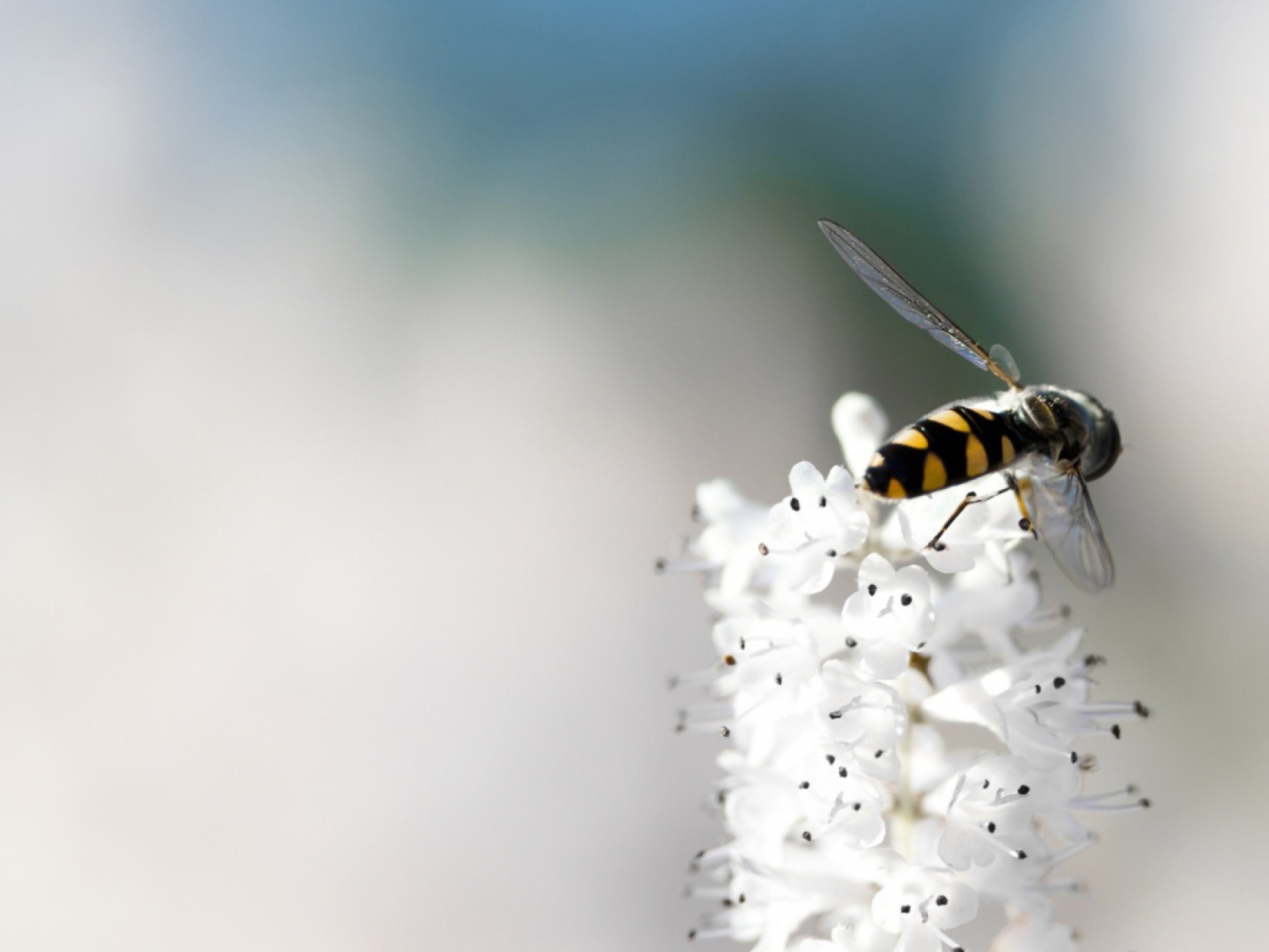 Обои Bee On White Flower 1280x960