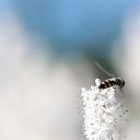 Das Bee On White Flower Wallpaper 128x128