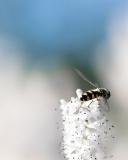 Обои Bee On White Flower 128x160