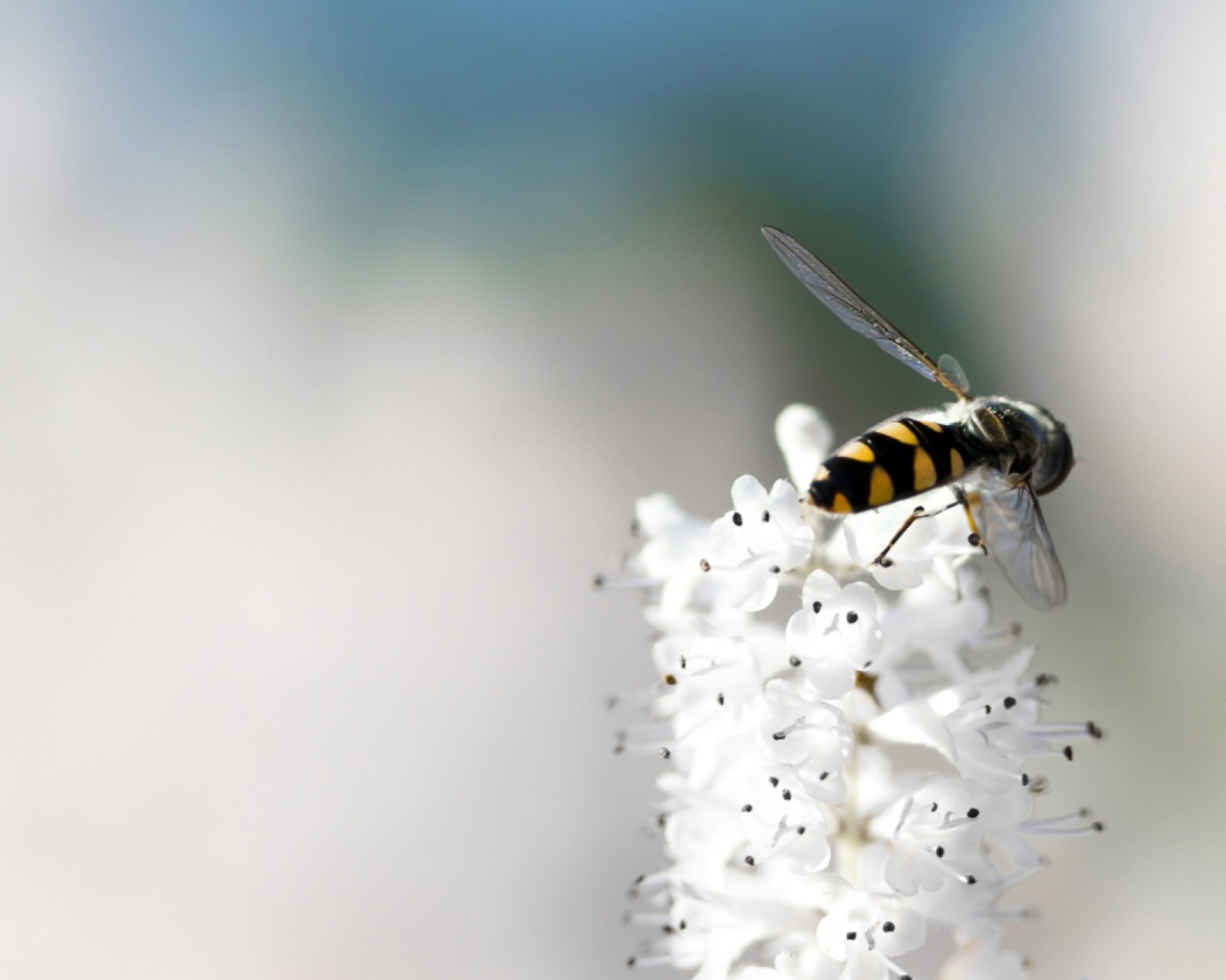 Das Bee On White Flower Wallpaper 1600x1280