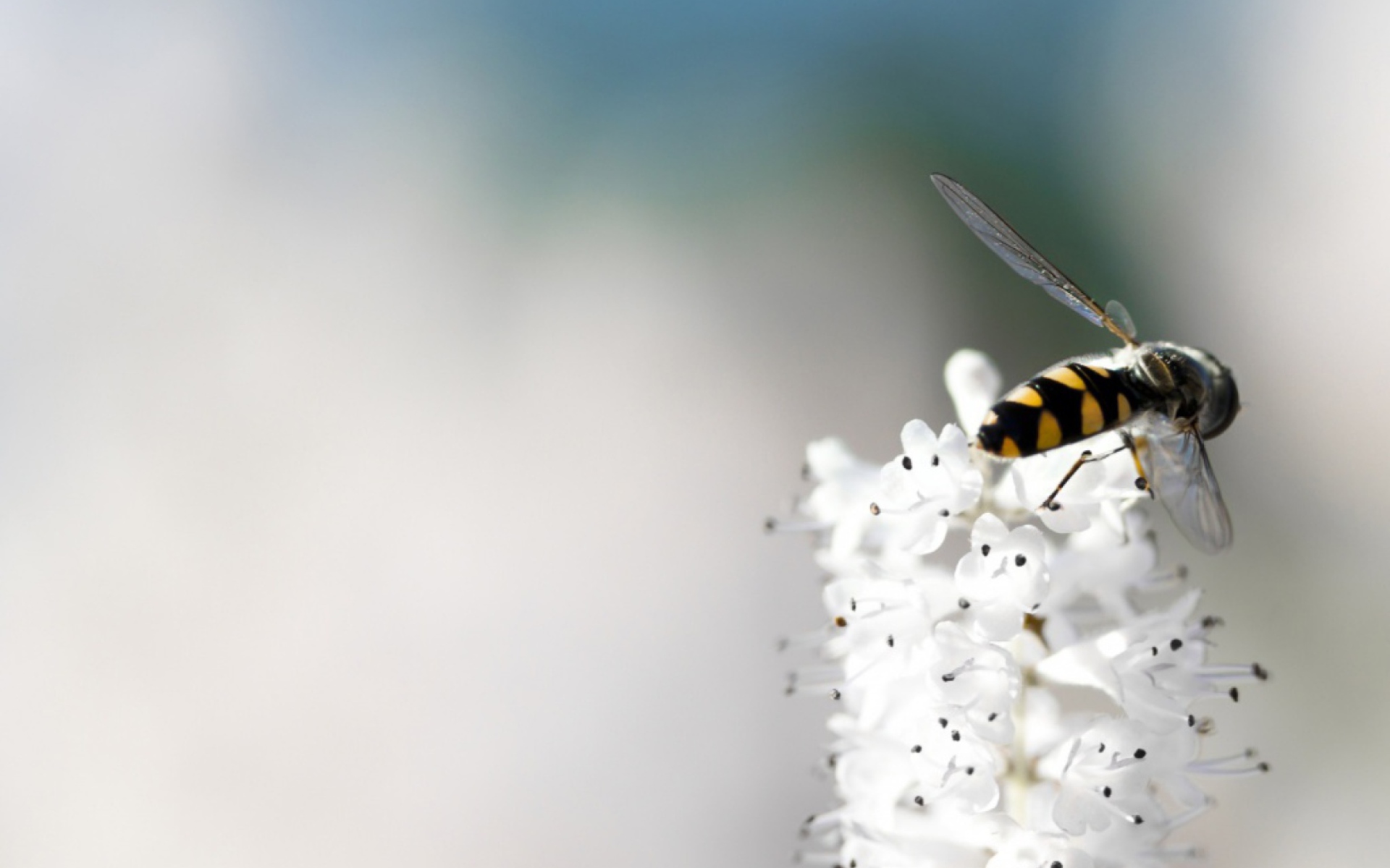 Обои Bee On White Flower 1920x1200
