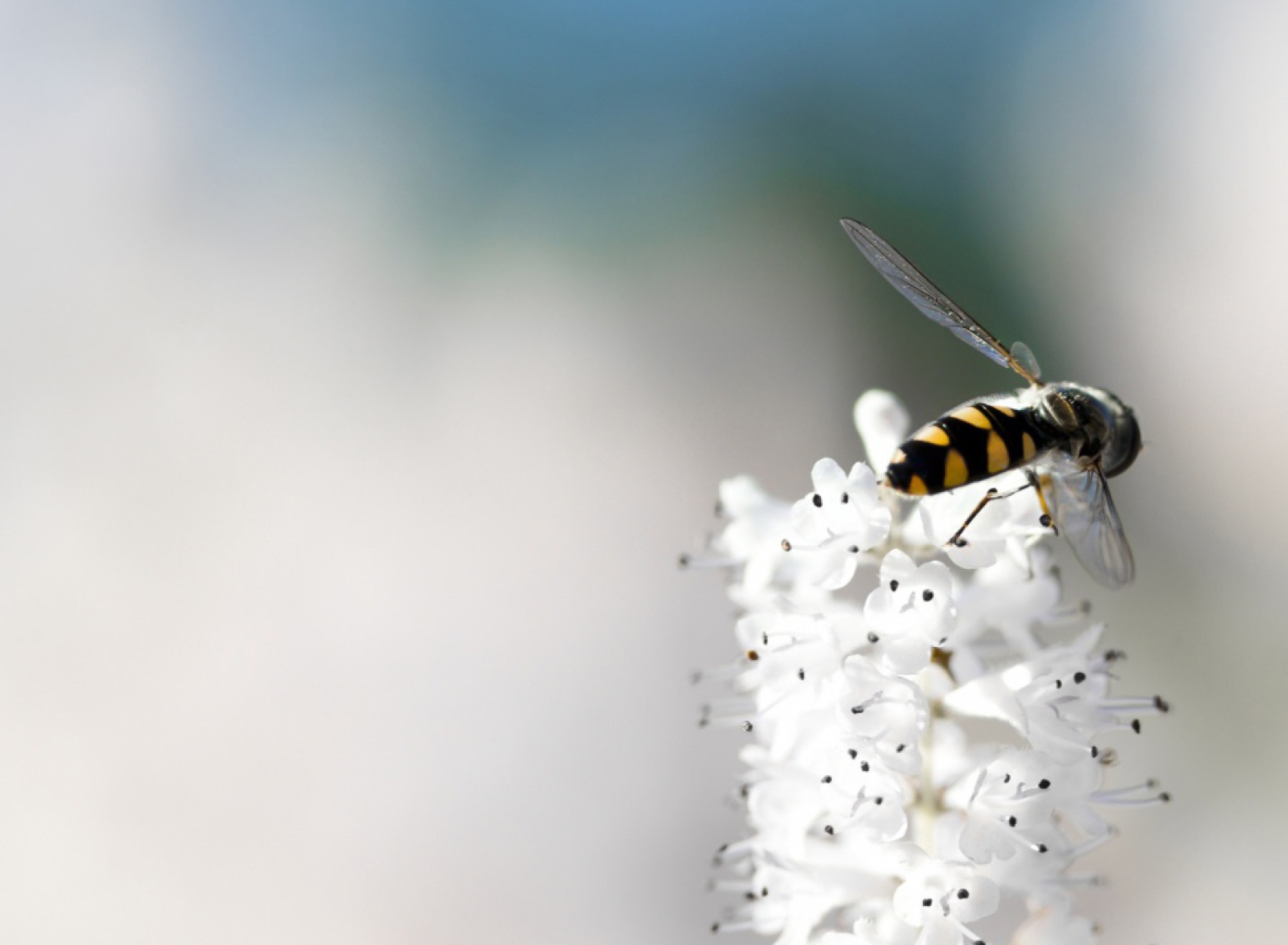 Обои Bee On White Flower 1920x1408