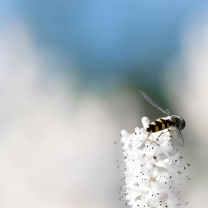 Screenshot №1 pro téma Bee On White Flower 208x208