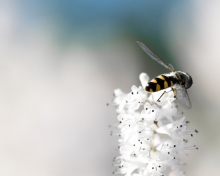 Das Bee On White Flower Wallpaper 220x176