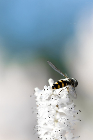 Das Bee On White Flower Wallpaper 320x480