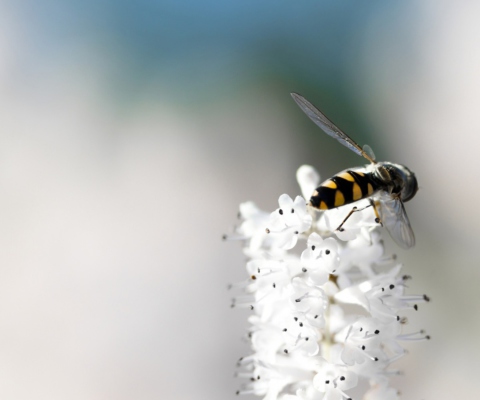 Обои Bee On White Flower 480x400