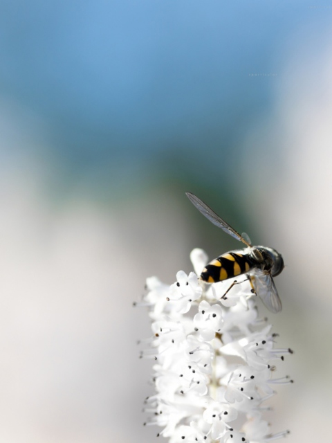 Обои Bee On White Flower 480x640