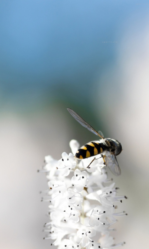Обои Bee On White Flower 480x800