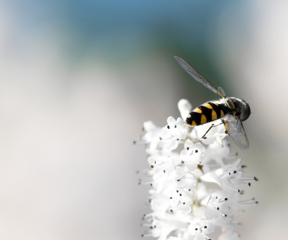 Обои Bee On White Flower 960x800