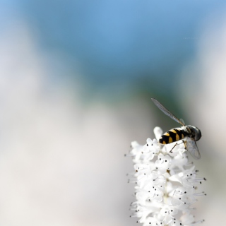 Bee On White Flower papel de parede para celular para Samsung E1150