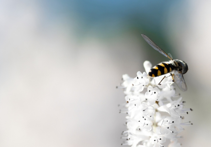 Обои Bee On White Flower