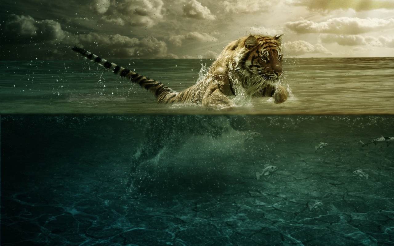 Tiger Jumping In Water wallpaper 1280x800