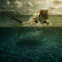 Tiger Jumping In Water wallpaper 128x128