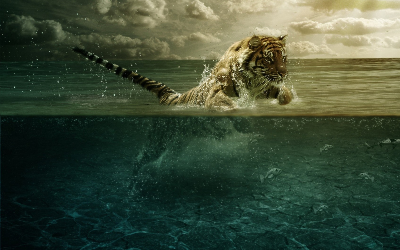 Tiger Jumping In Water wallpaper 1680x1050
