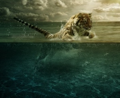 Tiger Jumping In Water wallpaper 176x144