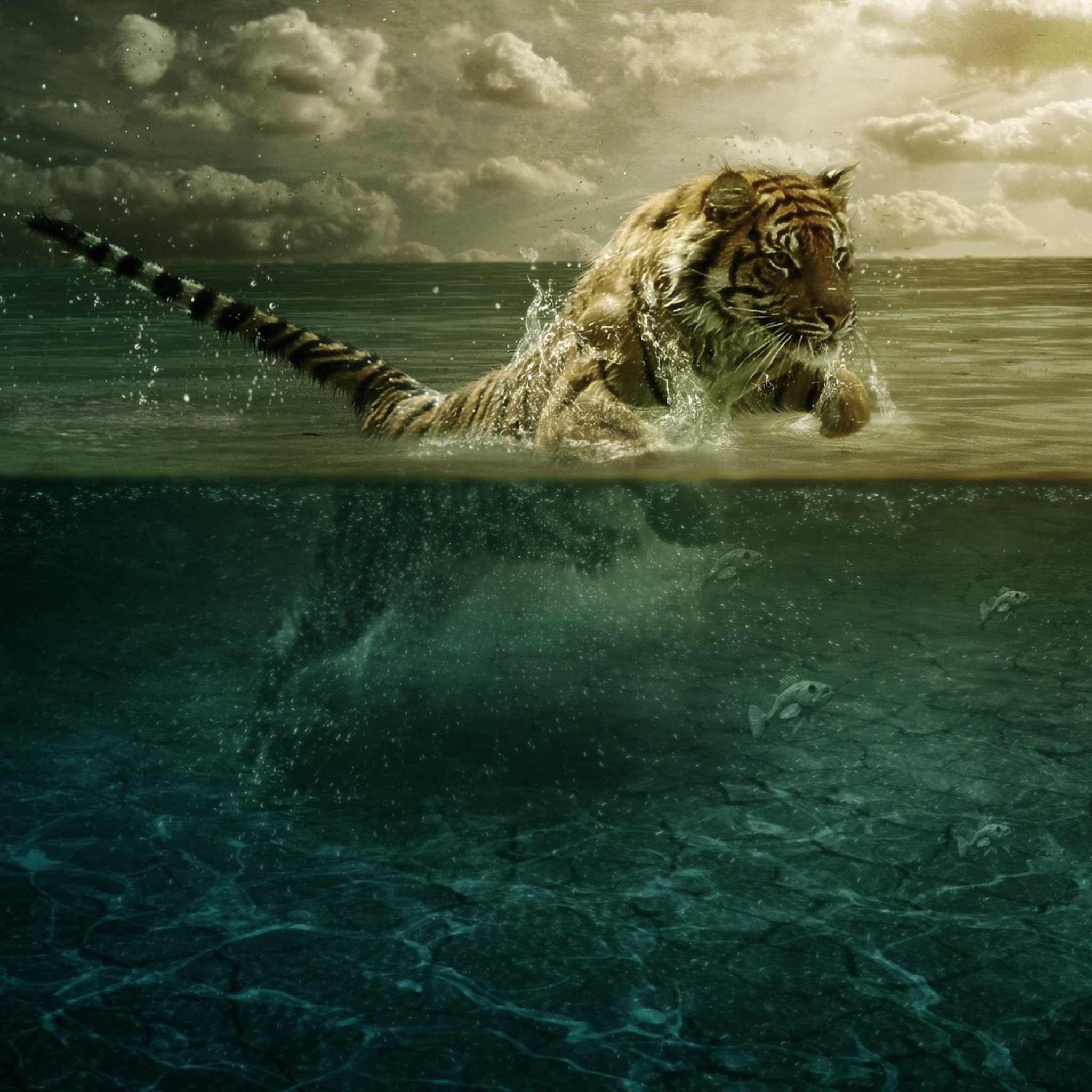 Das Tiger Jumping In Water Wallpaper 2048x2048