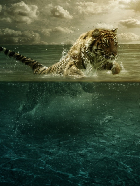Tiger Jumping In Water wallpaper 480x640