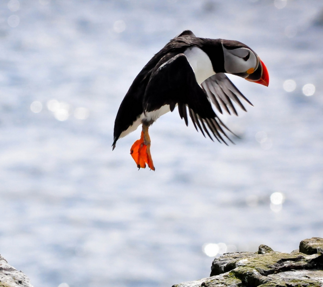 Funny Puffin wallpaper 1080x960