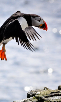 Funny Puffin screenshot #1 240x400