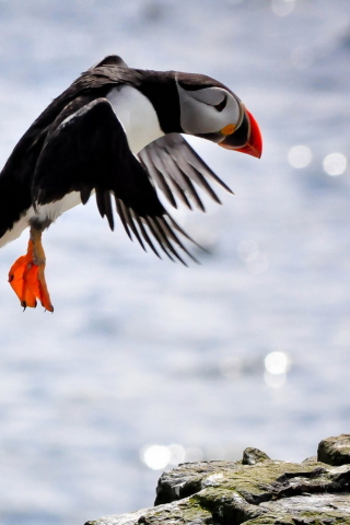 Funny Puffin wallpaper 320x480