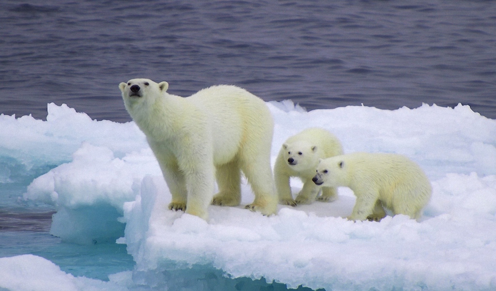 Обои Polar Bear And Cubs On Iceberg 1024x600