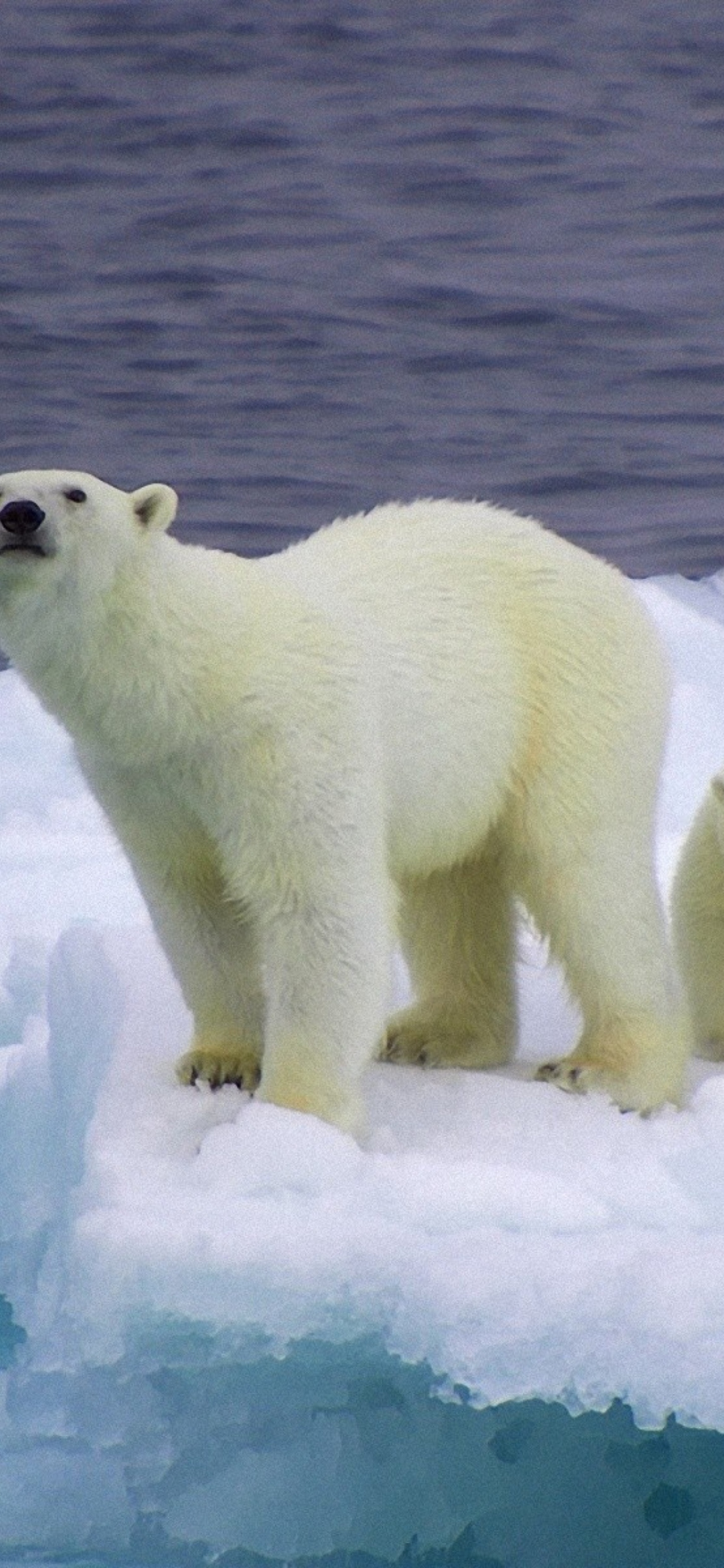 Обои Polar Bear And Cubs On Iceberg 1170x2532