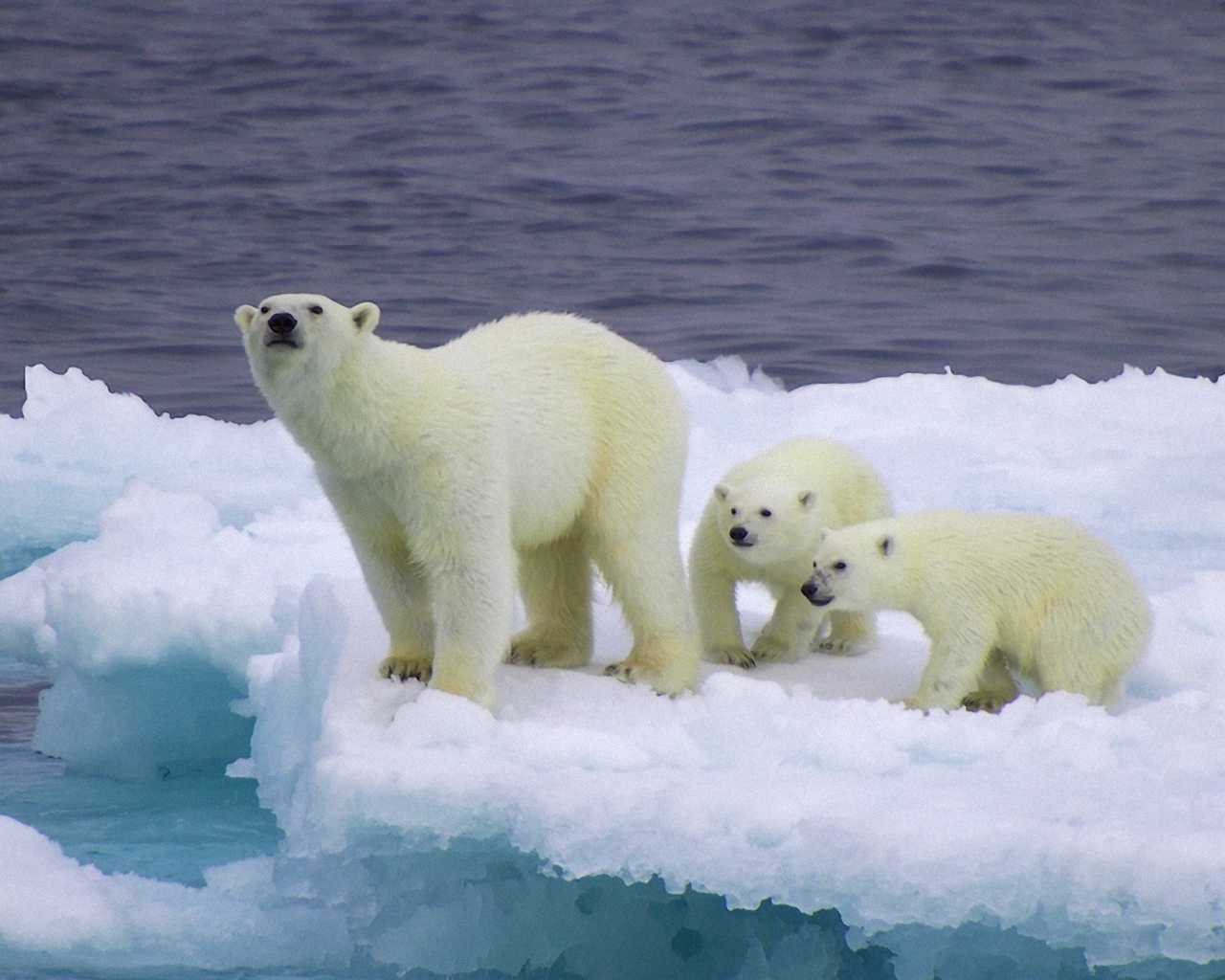 Fondo de pantalla Polar Bear And Cubs On Iceberg 1280x1024