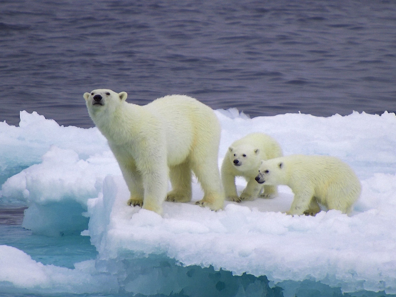 Fondo de pantalla Polar Bear And Cubs On Iceberg 1280x960
