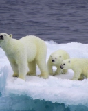 Das Polar Bear And Cubs On Iceberg Wallpaper 128x160