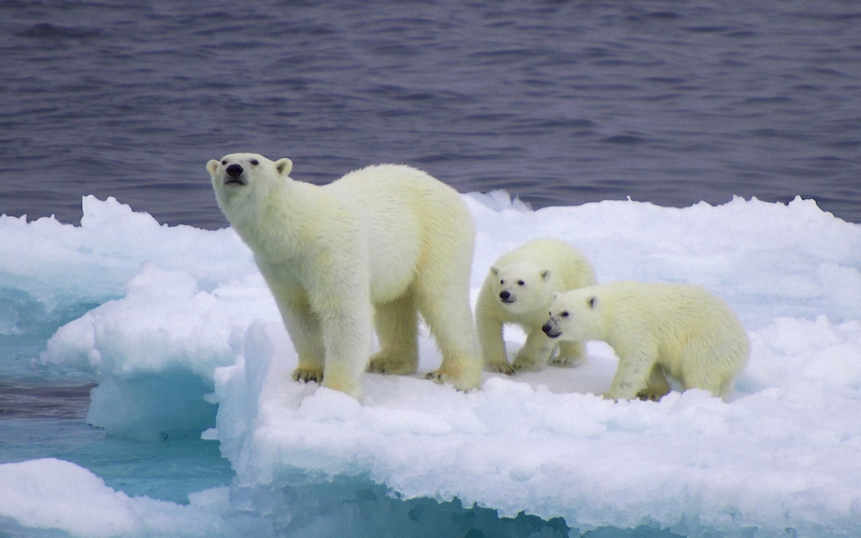 Fondo de pantalla Polar Bear And Cubs On Iceberg 1680x1050