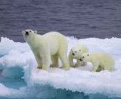 Das Polar Bear And Cubs On Iceberg Wallpaper 176x144