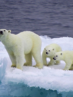 Polar Bear And Cubs On Iceberg wallpaper 240x320