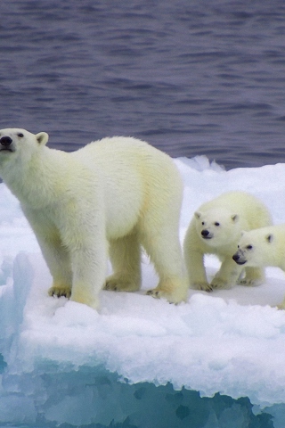 Polar Bear And Cubs On Iceberg wallpaper 320x480